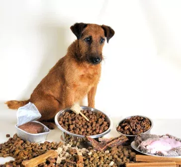 Gesundes Hundefutter bei 1x1 Hundetraining finden