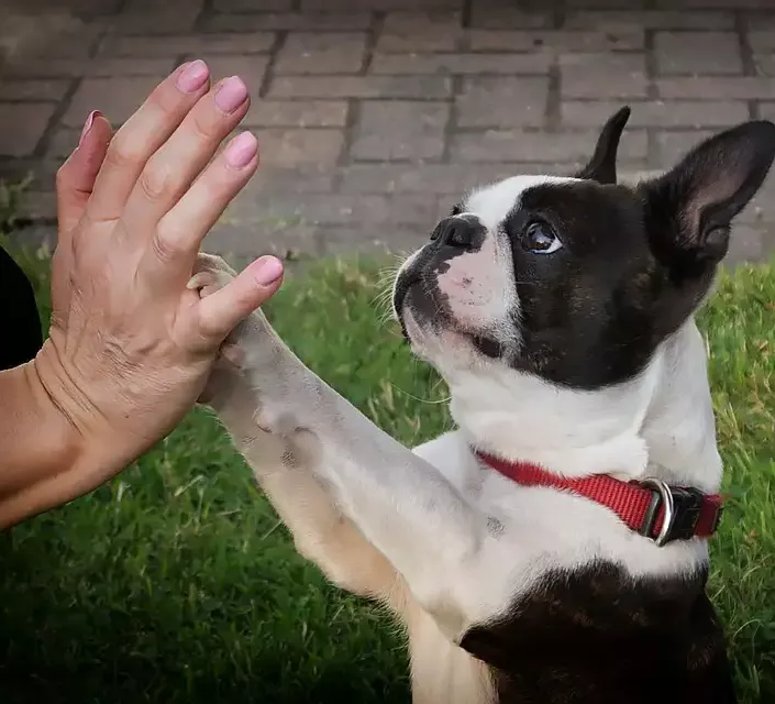 1x1 Hundetraining nach Vorbild der Natur - Rudeltraining