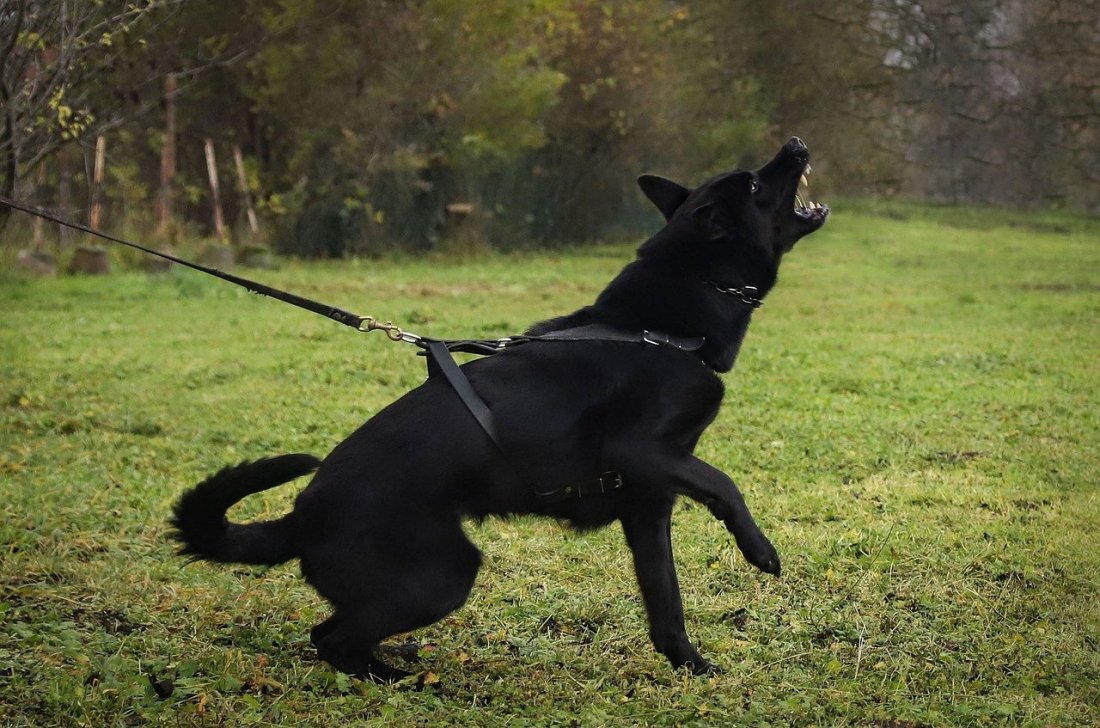 Bellen beim Hund und Leine ziehen abgewöhnen