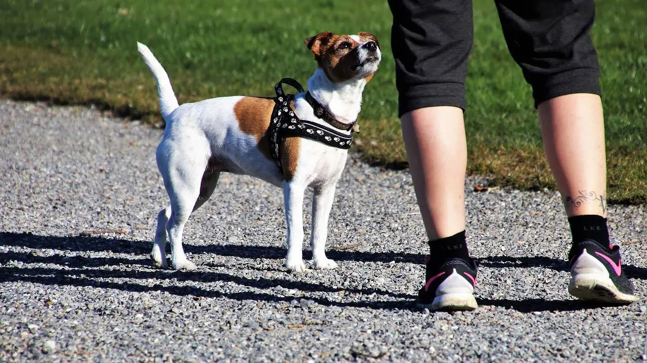 Training für Mensch und Hund St. Galler Rheintal - Liechtenstein - Buchs - Sevelen - Sargans und Umgebung.