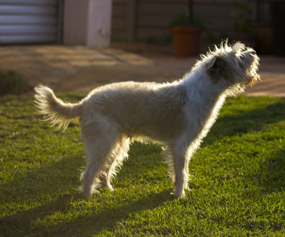 Hund gehorcht nicht und bellt - Hundeprobleme lösen