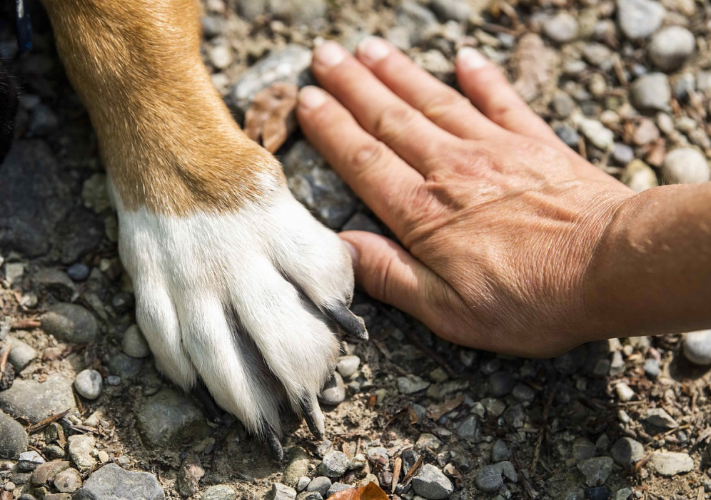 Die Hundeschule, die zu Ihnen kommt! Hundetraining in der Nähe Region Rheintal SG - Liechtenstein - Appenzell - Gaubünden