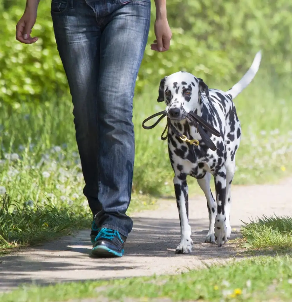 1x1 Hundetraining - Der Mensch als Rudelführer